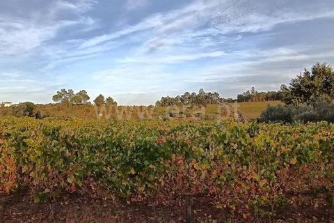 Helårsgrund i Viseu, Viseu, Viseu - € 53.000 | Ref: 389250228 - foto 1