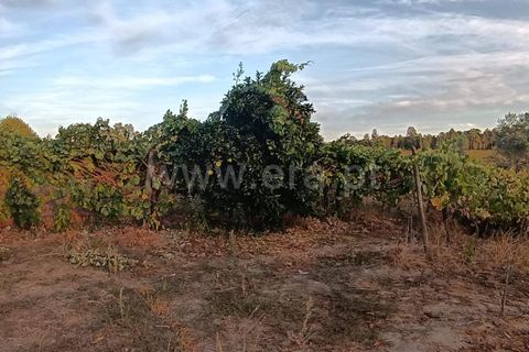 Helårsgrund i Viseu, Viseu, Viseu - € 53.000 | Ref: 389250228 - foto 2