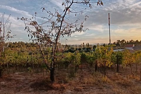 Helårsgrund i Viseu, Viseu, Viseu - € 53.000 | Ref: 389250228 - foto 3