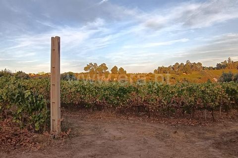 Helårsgrund i Viseu, Viseu, Viseu - € 53.000 | Ref: 389250228 - foto 7