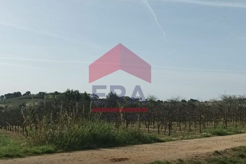 Helårsgrund i Bombarral, Leiria, Bombarral - € 21.450 | Ref: 130250282 - foto 3