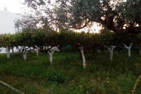 Villa a Cianciana, Agrigento, Cianciana - € 300.000 | Ref: RP-727963-727963 - foto 5