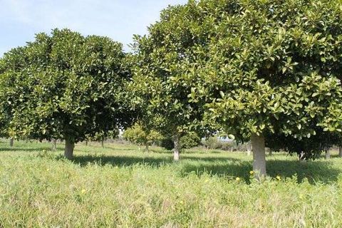Villa i Cianciana, Agrigento, Cianciana - € 400.000 | Ref: RP-728316-728316 - foto 9
