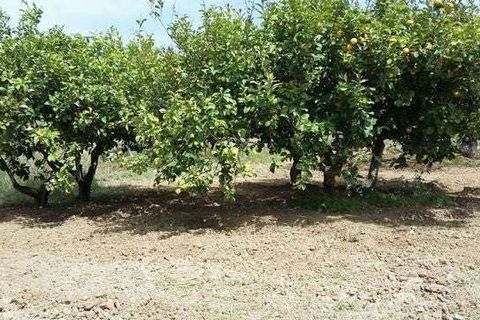 Villa i Cianciana, Agrigento, Cianciana - € 75.000 | Ref: RP-728448-728448 - foto 10