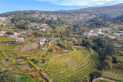 Farm i Viana do Castelo, Viana do Castelo, Viana do Castelo - € 550.000 | Ref: ZMPT582418 - foto 4