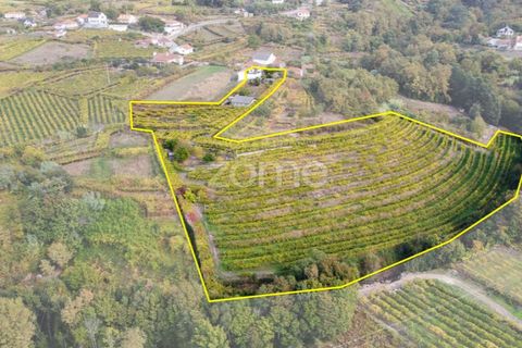 Farm i Viana do Castelo, Viana do Castelo, Viana do Castelo - € 550.000 | Ref: ZMPT582418 - foto 6