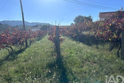Helårsgrund i Ponte de Lima, Viana do Castelo, Ponte de Lima - € 114.000 | Ref: 722833 - foto 7