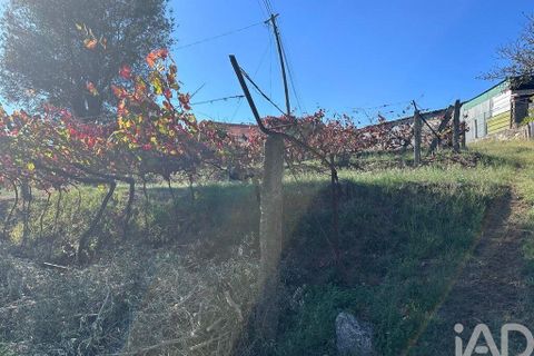 Helårsgrund i Ponte de Lima, Viana do Castelo, Ponte de Lima - € 114.000 | Ref: 722833 - foto 10