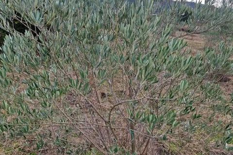 Terra a Covilha, Castelo Branco, Covilha - € 18.500 | Ref: 744976 - foto 5
