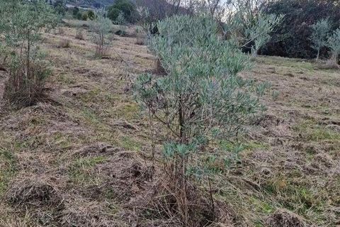 Terra a Covilha, Castelo Branco, Covilha - € 18.500 | Ref: 744976 - foto 6