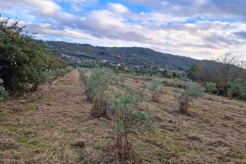 Terra a Covilha, Castelo Branco, Covilha - € 18.500 | Ref: 744976 - foto 8