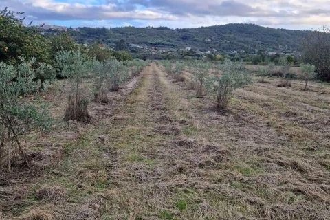 Terra a Covilha, Castelo Branco, Covilha - € 18.500 | Ref: 744976 - foto 9