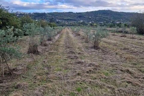 Terra a Covilha, Castelo Branco, Covilha - € 18.500 | Ref: 744976 - foto 10