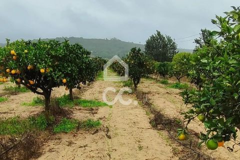 Helårsgrund i Palmela, Setubal, Palmela - € 409.000 | Ref: 407/T/00028 - foto 7
