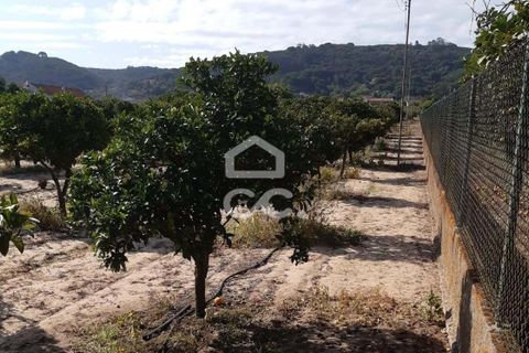 Helårsgrund i Palmela, Setubal, Palmela - € 409.000 | Ref: 407/T/00028 - foto 17