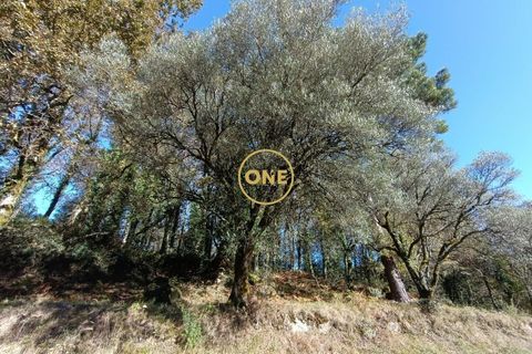 Tomt i Terras de Bouro, Braga, Terras de Bouro - € 31 500 | Ref: ONE141671-4 - foto 8