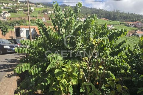 Helårsgrund i Ponta do Sol, Madeira, Ponta do Sol - € 80.000 | Ref: 1463 - foto 10