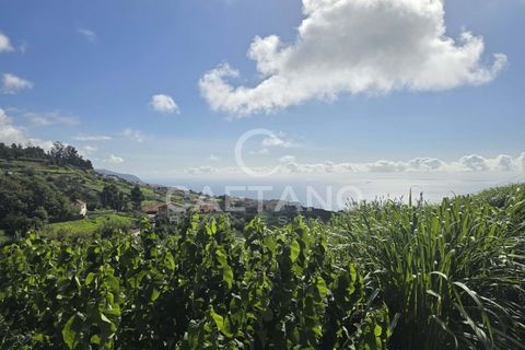 Helårsgrund i Ponta do Sol, Madeira, Ponta do Sol - € 80.000 | Ref: 1463 - foto 24