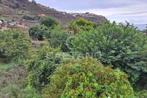 Helårsgrund i Arco da Calheta, Madeira, Arco da Calheta - € 480.000 | Ref: 870 - foto 4