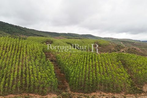 Helårsgrund i Nisa, Portalegre, Nisa - € 290.000 | Ref: JF305 - foto 1