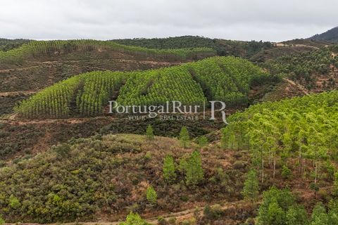 Helårsgrund i Nisa, Portalegre, Nisa - € 290.000 | Ref: JF305 - foto 2