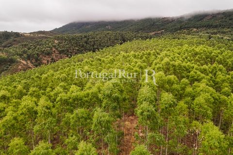 Helårsgrund i Nisa, Portalegre, Nisa - € 290.000 | Ref: JF305 - foto 3