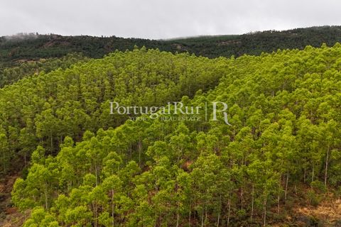 Helårsgrund i Nisa, Portalegre, Nisa - € 290.000 | Ref: JF305 - foto 4