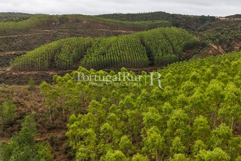 Helårsgrund i Nisa, Portalegre, Nisa - € 290.000 | Ref: JF305 - foto 5