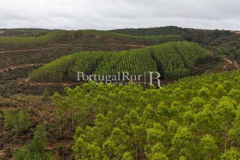 Helårsgrund i Nisa, Portalegre, Nisa - € 290.000 | Ref: JF305 - foto 7