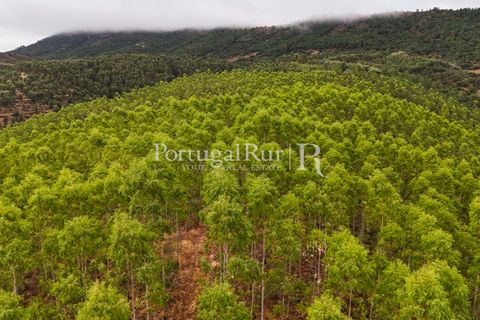 Helårsgrund i Nisa, Portalegre, Nisa - € 290.000 | Ref: JF305 - foto 8