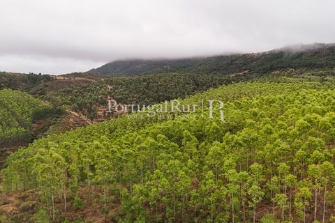 Helårsgrund i Nisa, Portalegre, Nisa - € 290.000 | Ref: JF305 - foto 11
