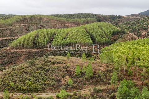 Helårsgrund i Nisa, Portalegre, Nisa - € 290.000 | Ref: JF305 - foto 14