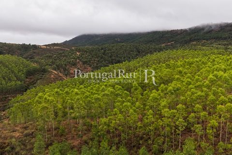 Helårsgrund i Nisa, Portalegre, Nisa - € 290.000 | Ref: JF305 - foto 15