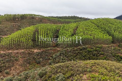 Helårsgrund i Nisa, Portalegre, Nisa - € 290.000 | Ref: JF305 - foto 19