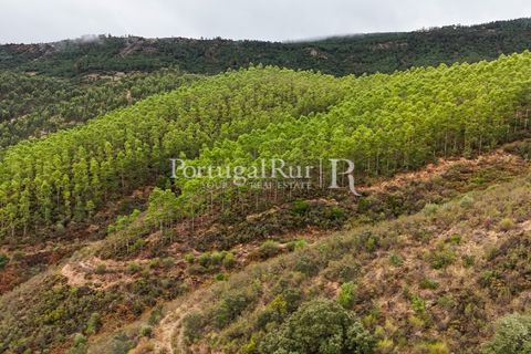 Helårsgrund i Nisa, Portalegre, Nisa - € 290.000 | Ref: JF305 - foto 20