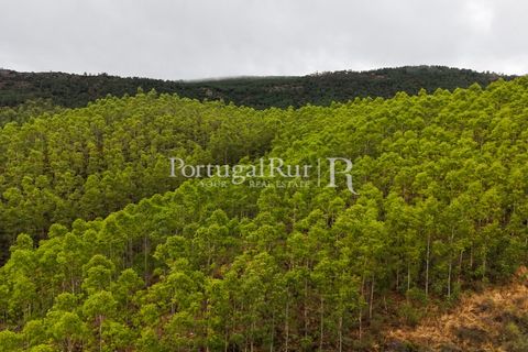 Helårsgrund i Nisa, Portalegre, Nisa - € 290.000 | Ref: JF305 - foto 22