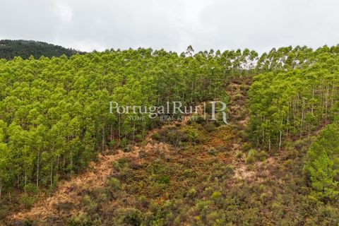 Helårsgrund i Nisa, Portalegre, Nisa - € 290.000 | Ref: JF305 - foto 23