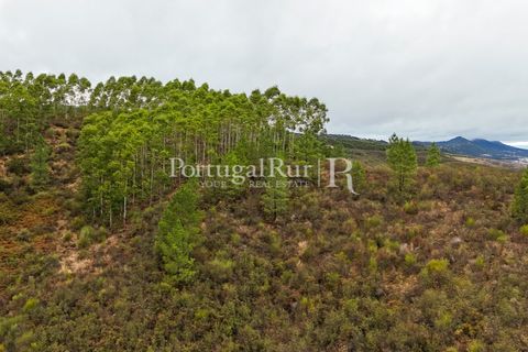 Helårsgrund i Nisa, Portalegre, Nisa - € 290.000 | Ref: JF305 - foto 24
