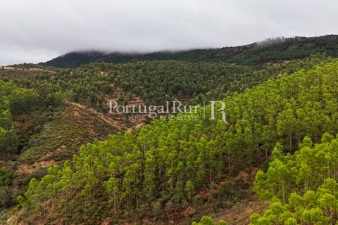 Helårsgrund i Nisa, Portalegre, Nisa - € 290.000 | Ref: JF305 - foto 25