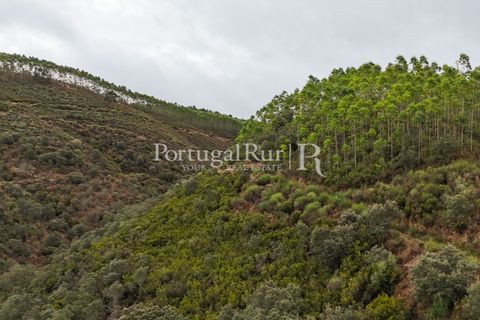 Helårsgrund i Nisa, Portalegre, Nisa - € 290.000 | Ref: JF305 - foto 29