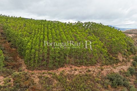 Helårsgrund i Nisa, Portalegre, Nisa - € 290.000 | Ref: JF305 - foto 30