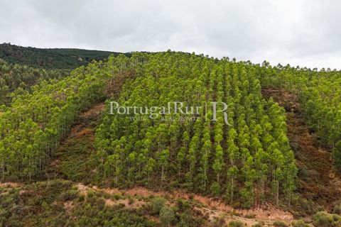 Helårsgrund i Nisa, Portalegre, Nisa - € 290.000 | Ref: JF305 - foto 31