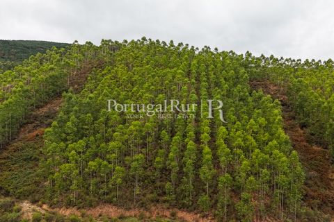 Helårsgrund i Nisa, Portalegre, Nisa - € 290.000 | Ref: JF305 - foto 32