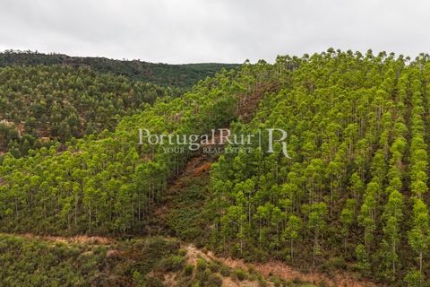 Helårsgrund i Nisa, Portalegre, Nisa - € 290.000 | Ref: JF305 - foto 33
