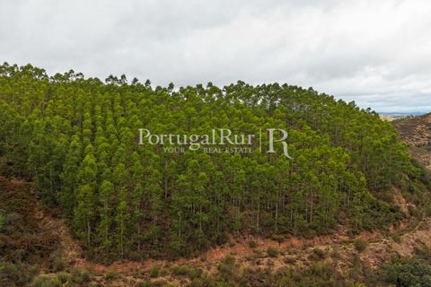 Helårsgrund i Nisa, Portalegre, Nisa - € 290.000 | Ref: JF305 - foto 36
