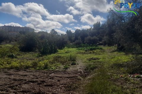 Helårsgrund i Proenca-a-Nova, Castelo Branco, Proenca-a-Nova - € 75.000 | Ref: SO12 - foto 3