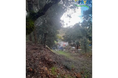 Helårsgrund i Proenca-a-Nova, Castelo Branco, Proenca-a-Nova - € 75.000 | Ref: SO12 - foto 9