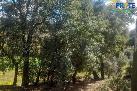 Helårsgrund i Proenca-a-Nova, Castelo Branco, Proenca-a-Nova - € 75.000 | Ref: SO12 - foto 11