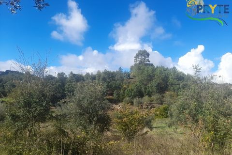Helårsgrund i Proenca-a-Nova, Castelo Branco, Proenca-a-Nova - € 75.000 | Ref: SO12 - foto 12