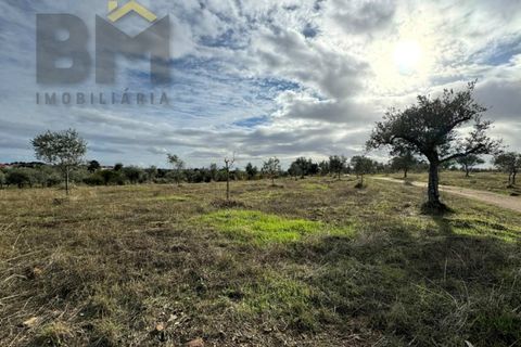 Terra a Ninho do Acor, Castelo Branco, Ninho do Acor - € 16.500 | Ref: 4963 - foto 3